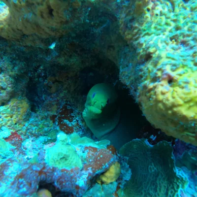 moray eel in Punta Cancun reef