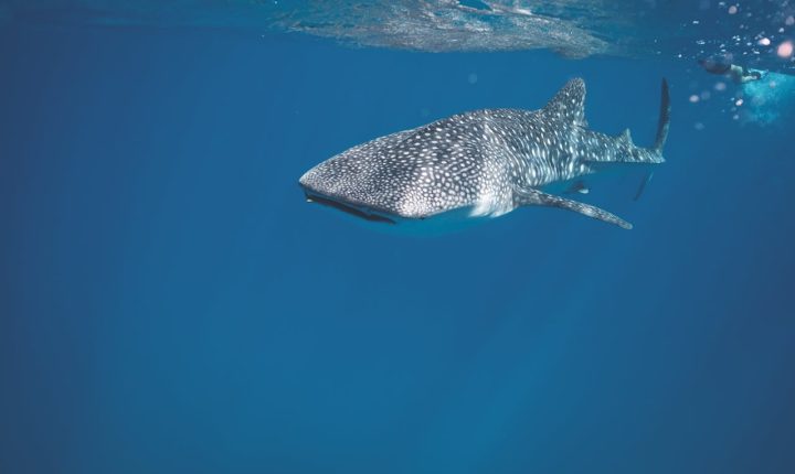 swimming with whale shark cancun