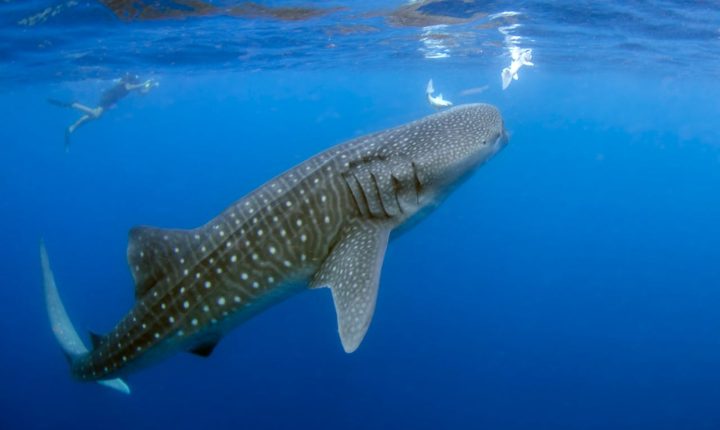 whale shark cancun