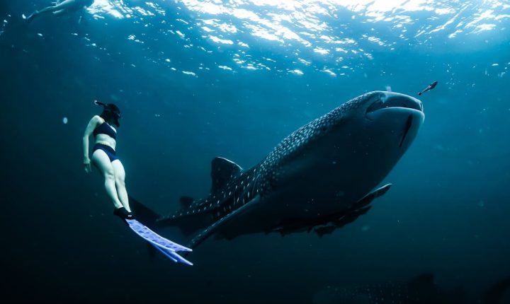 whale shark swim